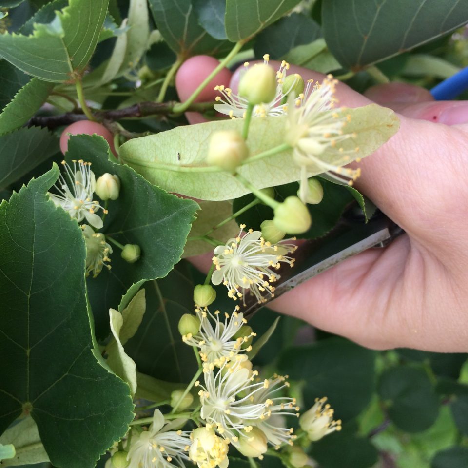 4 Medicinal Herbs I’m harvesting In Edmonton Right Now Plants & Plant